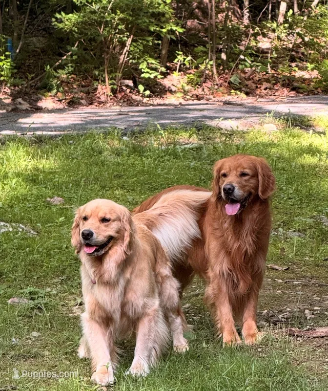 Black  – Golden Retriever puppy for sale in Bradenton, FL