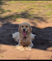 Puppy #1, a  Golden Retriever for sale in Bradenton, FL – 4 of 7