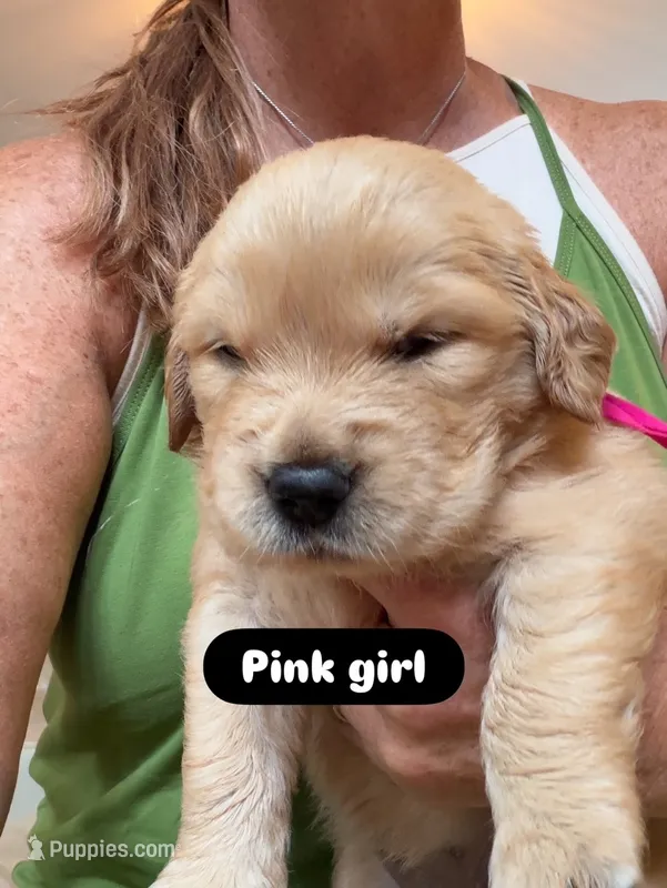 Hot Pink – Golden Retriever puppy for sale in Bradenton, FL