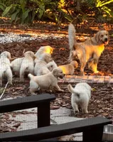 Puppy #1, a  Golden Retriever for sale in Bradenton, FL – 1 of 7