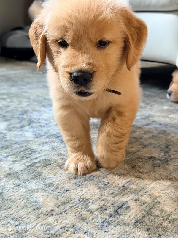 Brown – Golden Retriever puppy for sale in Bradenton, FL