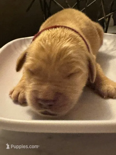 Maroon – Golden Retriever puppy for sale in Bradenton, FL