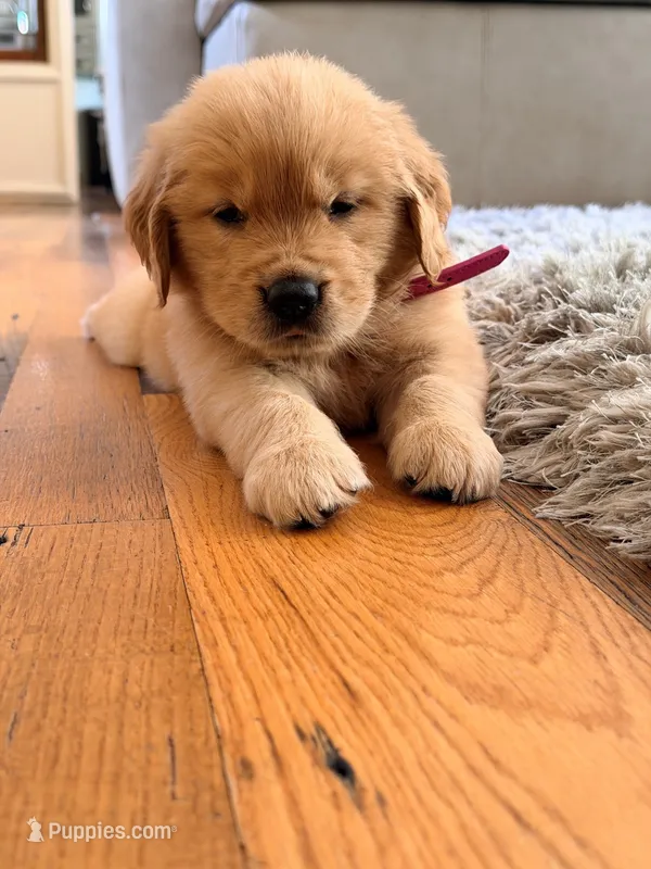 Hot Pink – Golden Retriever puppy for sale in Bradenton, FL