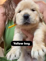 Mellow Yellow, a male Golden Retriever for sale in Bradenton, FL – 4 of 4