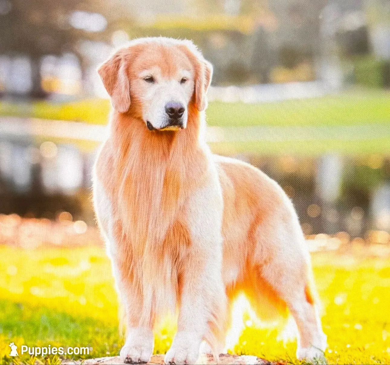 Puppy #1, a  Golden Retriever for sale in Bradenton, FL – 6 of 7