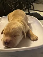 Mellow Yellow, a male Golden Retriever for sale in Bradenton, FL – 2 of 3