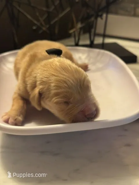 Black  – Golden Retriever puppy for sale in Bradenton, FL