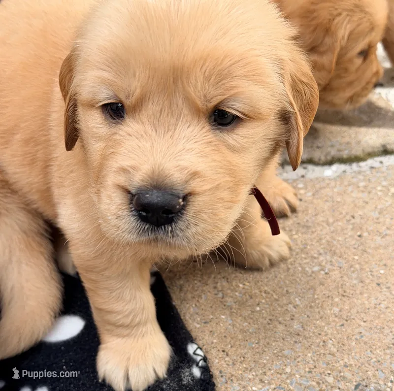 Brown – Golden Retriever puppy for sale in Bradenton, FL