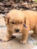 Blue, a male Golden Retriever for sale in Bradenton, FL – 3 of 5