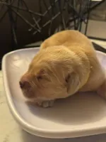 Mellow Yellow, a male Golden Retriever for sale in Bradenton, FL – 1 of 3