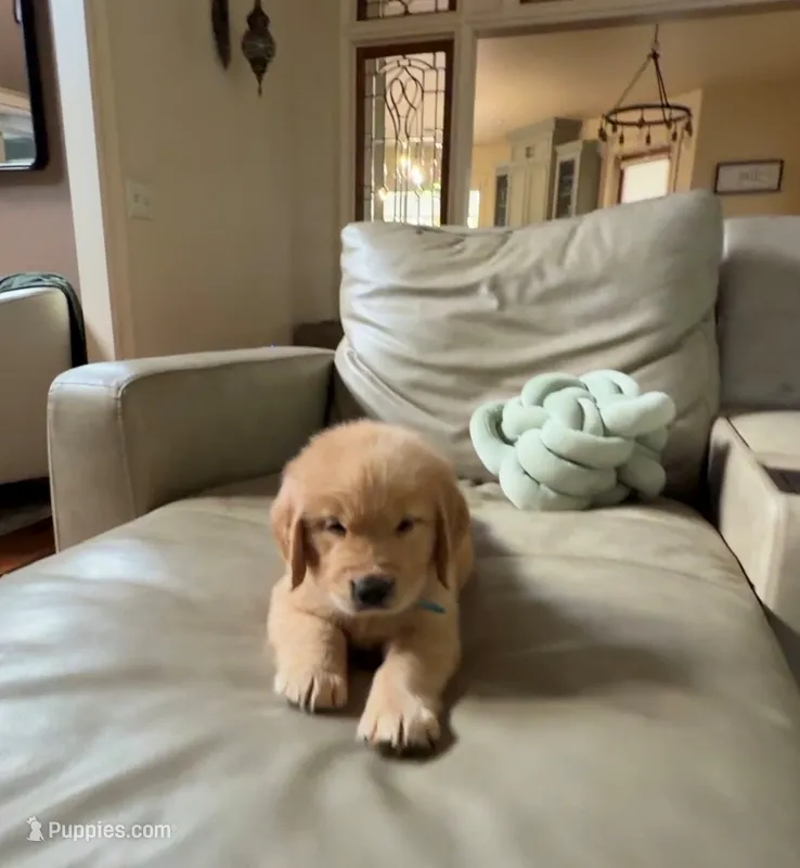 Blue – Golden Retriever puppy for sale in Bradenton, FL