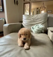 Blue, a male Golden Retriever for sale in Bradenton, FL – 1 of 5