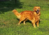 Puppy #1, a  Golden Retriever for sale in Bradenton, FL – 3 of 7
