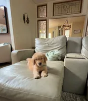 Blue, a male Golden Retriever for sale in Bradenton, FL – 2 of 5