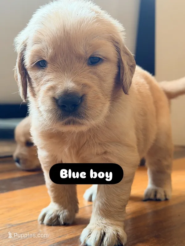Blue  – Golden Retriever puppy for sale in Bradenton, FL