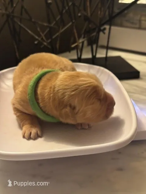 Green – Golden Retriever puppy for sale in Bradenton, FL