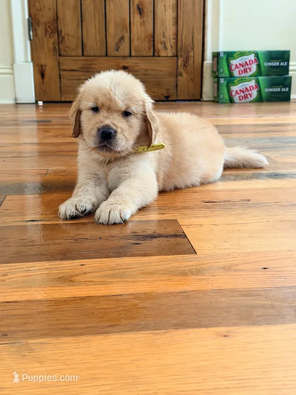 Mellow Yellow – Golden Retriever puppy for sale in Bradenton, FL