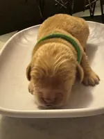 Green, a female Golden Retriever for sale in Bradenton, FL – 3 of 5