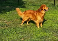 Puppy #1, a  Golden Retriever for sale in Bradenton, FL – 2 of 7