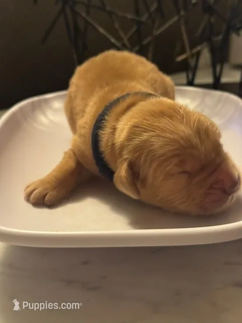 Blue  – Golden Retriever puppy for sale in Bradenton, FL