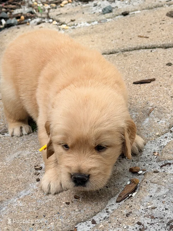 Mellow Yellow – Golden Retriever puppy for sale in Bradenton, FL