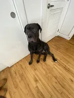Athena , a female Cane Corso for sale in Portsmouth, VA – 4 of 7