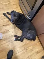 Athena , a female Cane Corso for sale in Portsmouth, VA – 7 of 7