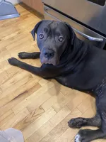 Athena , a female Cane Corso for sale in Portsmouth, VA – 5 of 7