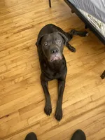 Athena , a female Cane Corso for sale in Portsmouth, VA – 6 of 7