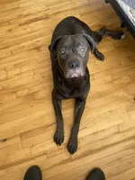 Athena , a female Cane Corso for sale in Portsmouth, VA – 2 of 7