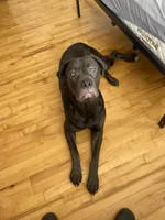 Athena , a female Cane Corso for sale in Portsmouth, VA – 1 of 7