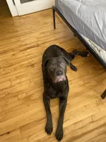 Athena , a female Cane Corso for sale in Portsmouth, VA – 3 of 7
