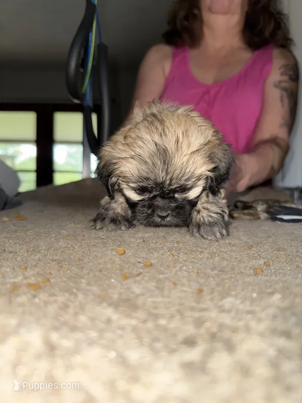 Purple girl – Lhasa Apso puppy for sale in New Lebanon, OH