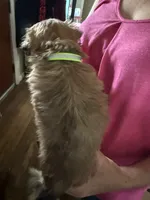 Green male , a male Lhasa Apso for sale in New Lebanon, OH – 2 of 3