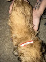 Red male , a male Lhasa Apso for sale in New Lebanon, OH – 2 of 2