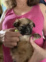 Green male , a male Lhasa Apso for sale in New Lebanon, OH – 3 of 3