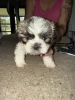 Spotted male , a male Lhasa Apso for sale in New Lebanon, OH – 2 of 2