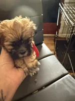 Red male , a male Lhasa Apso for sale in New Lebanon, OH – 1 of 2