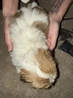 Spotted girl, a female Lhasa Apso for sale in New Lebanon, OH – 2 of 2