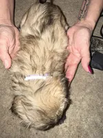 Purple girl, a female Lhasa Apso for sale in New Lebanon, OH – 2 of 2