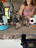 Pink girl , a female Lhasa Apso for sale in New Lebanon, OH – 1 of 1