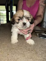 Spotted girl, a female Lhasa Apso for sale in New Lebanon, OH – 1 of 2