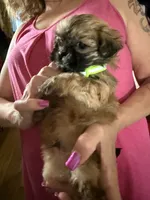 Green male , a male Lhasa Apso for sale in New Lebanon, OH – 1 of 3