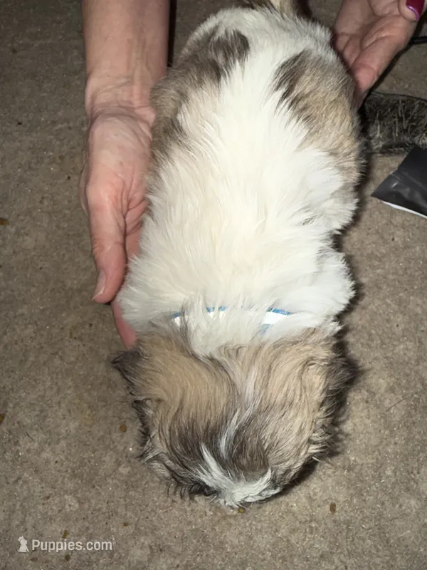 Spotted male  – Lhasa Apso puppy for sale in New Lebanon, OH