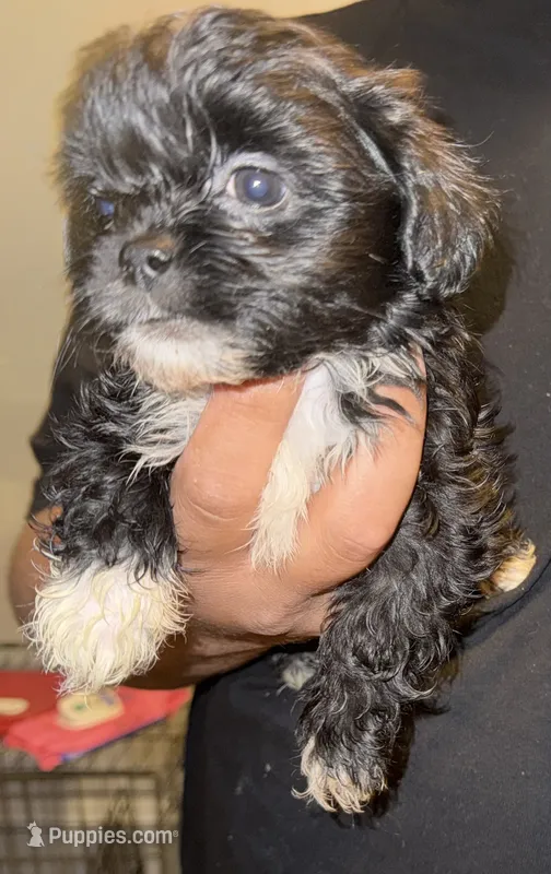 Milo – Shih Tzu puppy for sale in Chicopee, MA