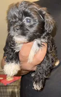Milo, a male Shih Tzu for sale in Chicopee, MA – 1 of 1