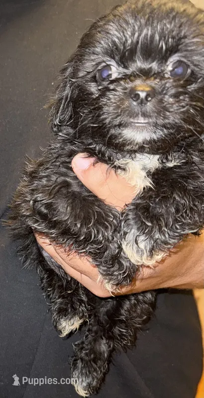 Theo – Shih Tzu puppy for sale in Chicopee, MA
