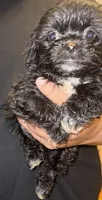 Theo, a male Shih Tzu for sale in Chicopee, MA – 1 of 1