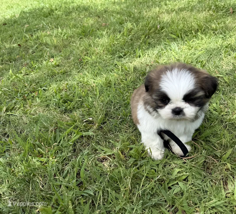 Zazu – Shih Tzu puppy for sale in San Diego, CA
