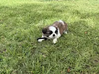 Zazu, a male Shih Tzu for sale in San Diego, CA – 4 of 4